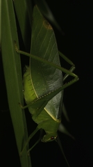 Paracaedicia serrata