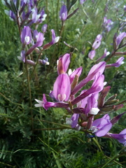 Astragalus macropus
