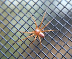 Philodromus marxi