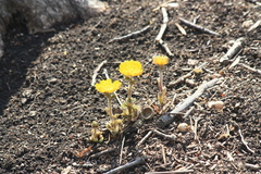 Adonis amurensis
