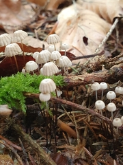 Marasmius wettsteinii