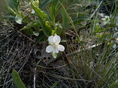 Viola accrescens