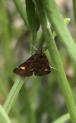 Pyrausta aurata