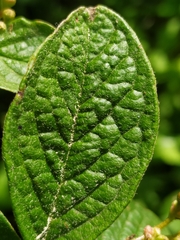 Cotoneaster bullatus
