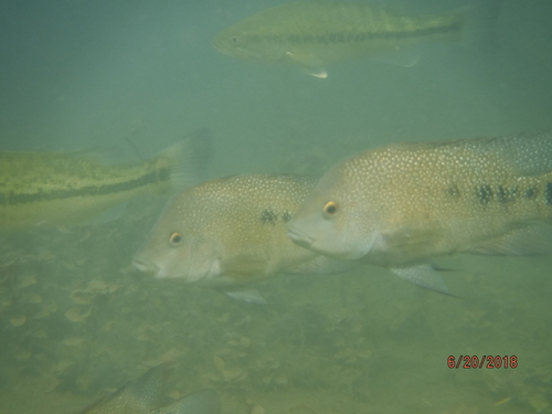 Herichthys cyanoguttatus