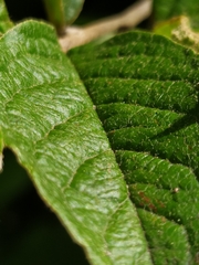 Cotoneaster bullatus