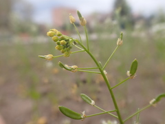 Draba albertina