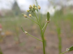 Draba albertina