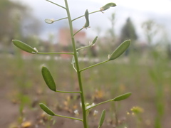 Draba albertina