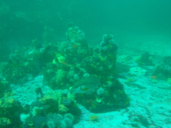 Chirodactylus brachydactylus