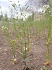 Draba albertina