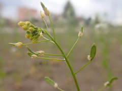 Draba albertina