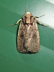 Proteuxoa nyctereutica