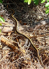 Thamnophis cyrtopsis