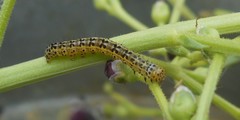 Cucullia blattariae