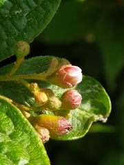 Cotoneaster bullatus