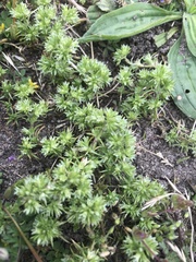 Scleranthus perennis