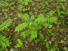 Sorbaria sorbifolia