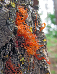 Cytospora chrysosperma