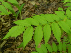 Sorbaria sorbifolia