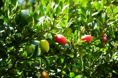Carissa macrocarpa