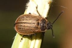 Galeruca interrupta