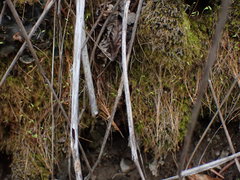 Leptobryum pyriforme