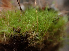 Leptobryum pyriforme