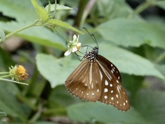 Parantica nilgiriensis