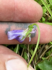 Viola brittoniana