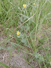 Potentilla argentea