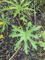 Napaea dioica