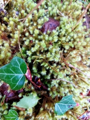 Breutelia chrysocoma