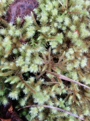 Breutelia chrysocoma