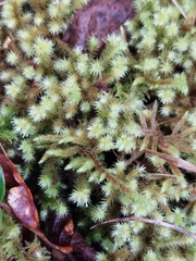 Breutelia chrysocoma