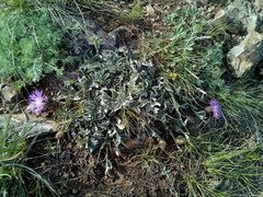 Psephellus turgaicus