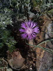 Psephellus turgaicus