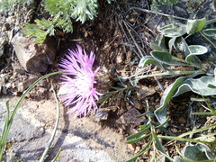 Psephellus turgaicus