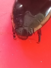 Megadytes lhermineri