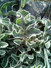 Psephellus turgaicus