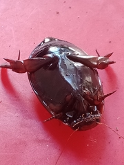 Megadytes lhermineri