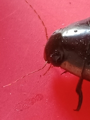 Megadytes lhermineri