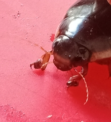 Megadytes lhermineri