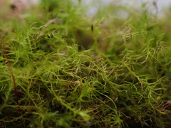 Leptobryum pyriforme