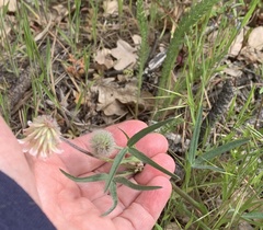 Trifolium eriocephalum