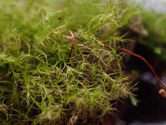 Leptobryum pyriforme