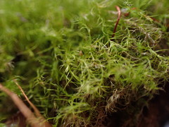 Leptobryum pyriforme