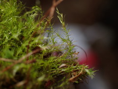 Leptobryum pyriforme