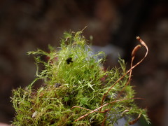 Leptobryum pyriforme