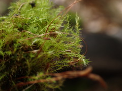 Leptobryum pyriforme
